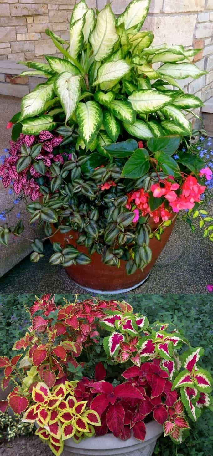How to create beautiful shade garden pots using easy to grow plants with showy foliage and flowers. And plant lists for all 16 container planting designs! - A Piece Of Rainbow