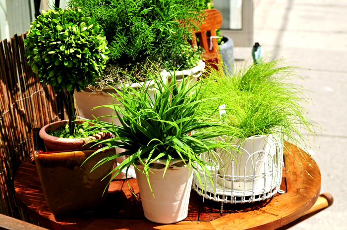 Чем больше зелёной массы растений в комнате, тем выше влажность воздуха