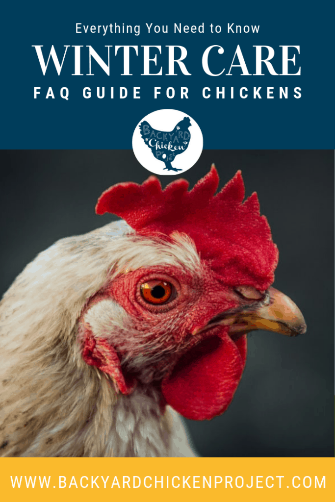 Winter chicken care can be confusing, whether you