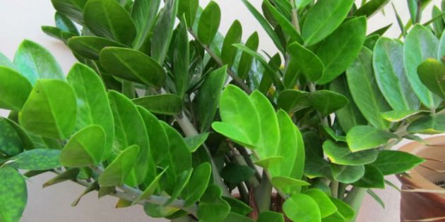Тенелюбивые комнатные растения: замиокулькас