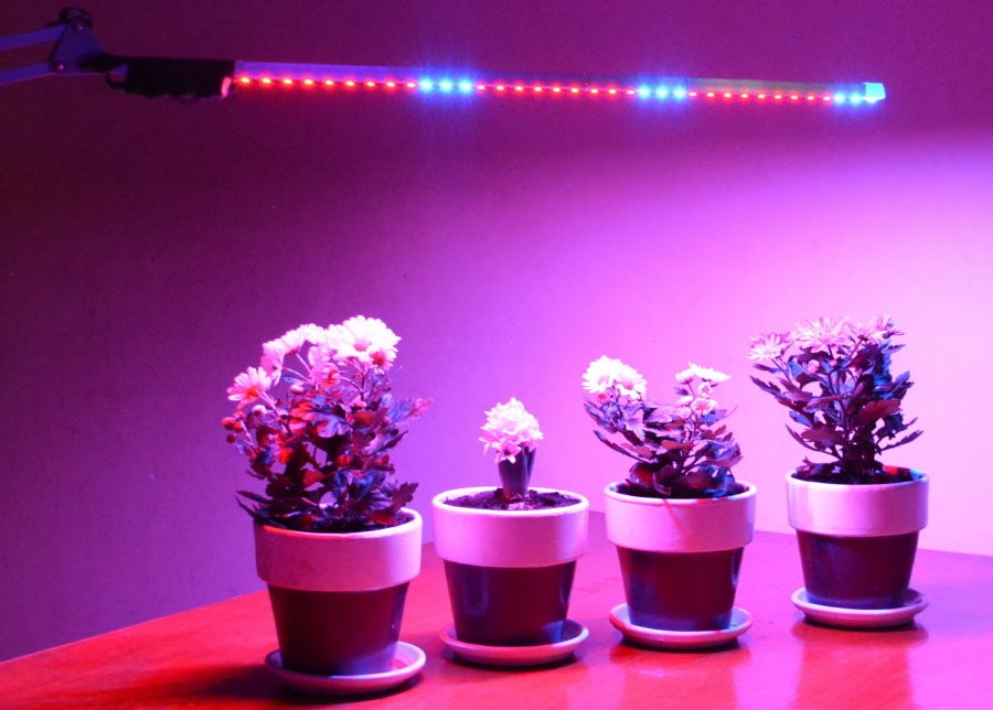 Подсветка цветущих растений светодиодной лампой