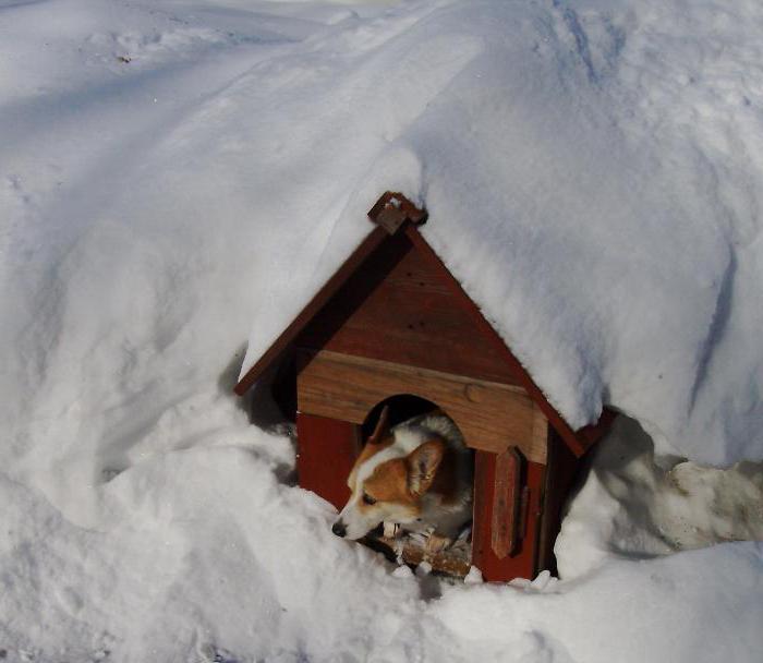 как утеплить будку для собаки на зиму фото