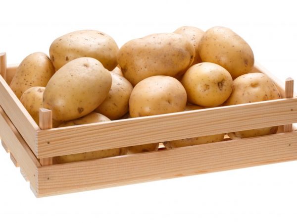 Хранение картофеля в квартире и в доме