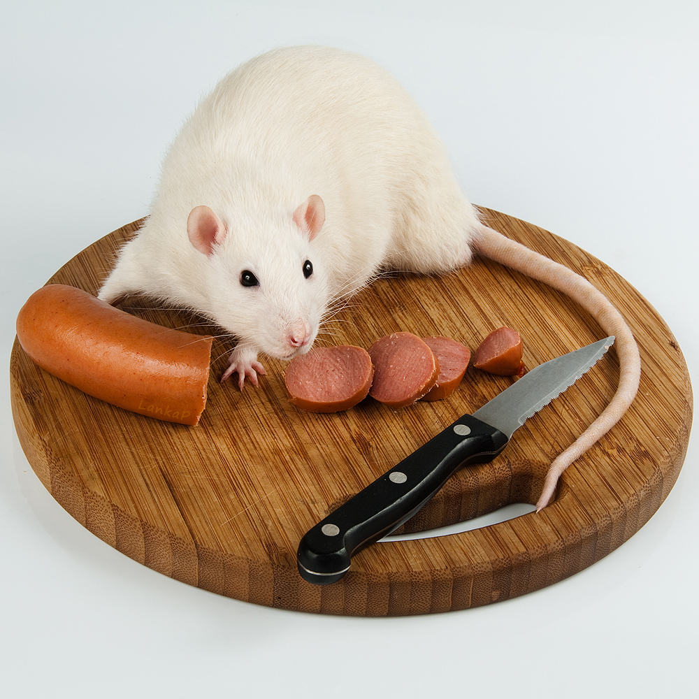 Что можно домашним мышам. Мышь кушает. Мышь домашняя декоративная. Мышонка еда.