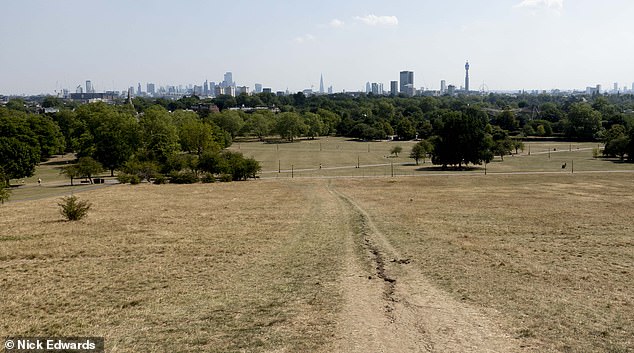 The recent hot weather turned the green grass brown on London