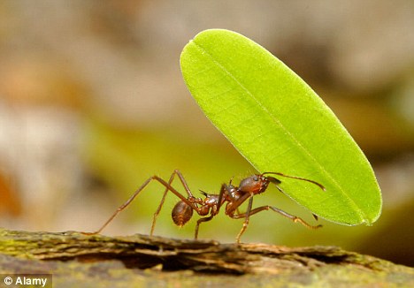 Sophisticated: Scientists could not work out how the ants built nests that stayed at the right temperature... until now