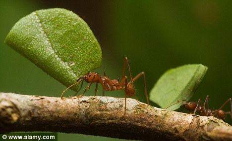 Hard workers: Underground ant colonies are so complex, they even have ventilation shafts