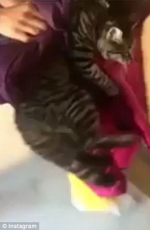 The short clip begins as a woman grabs the cat (pictured) and lifts it towards the window