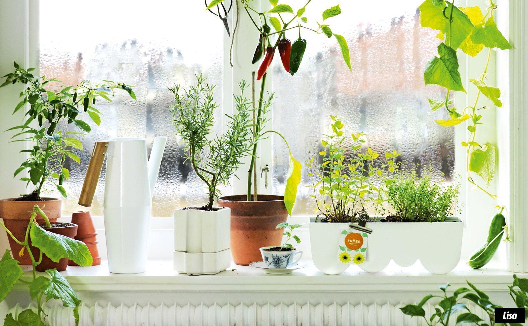 Большое количество растений на окнах помогает избавиться от чрезмерной сухости