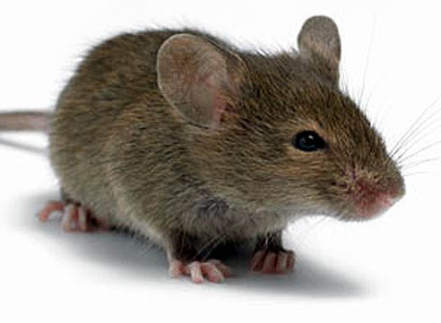 Мышь серая