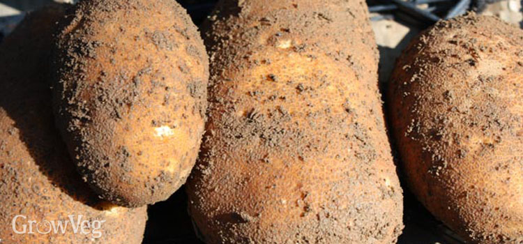 Russet potatoes ready for curing and storing