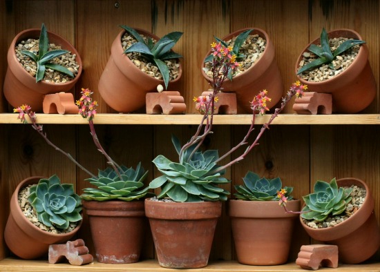 Succulents in clay pots