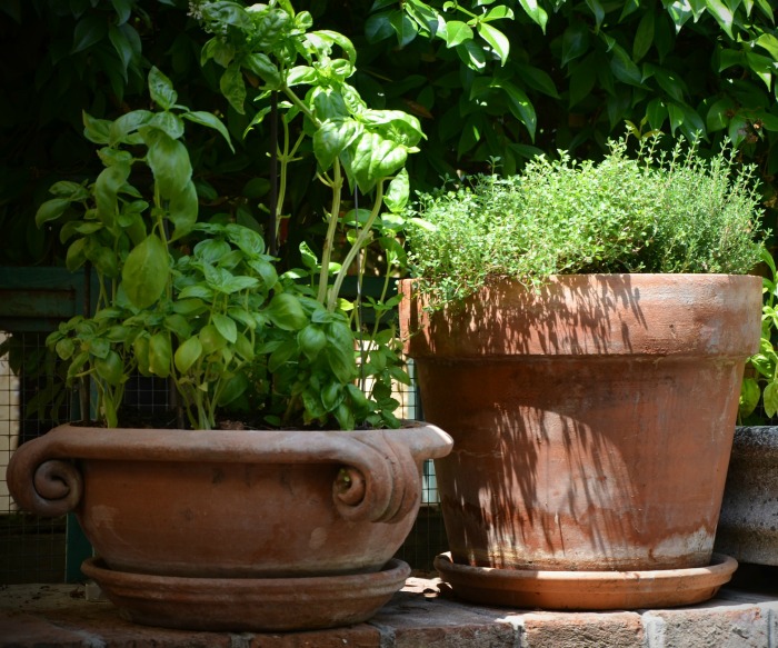 Herbs in lay pots