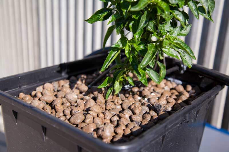 Pros and Cons of Hydroton (Clay Pebbles) in Hydroponics