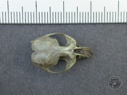 Field Vole Skull Top