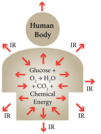 Thermal Energy Created by the Human Body