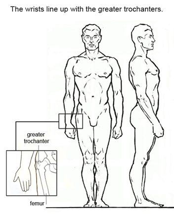 Figure drawing proportions