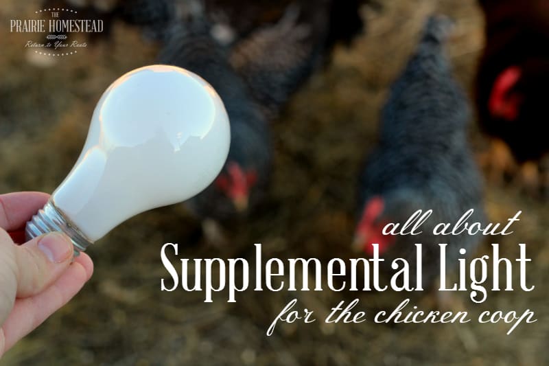 how to use supplemental lighting in the chicken coop during the winter