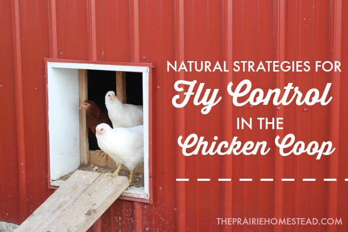 fly control in the chicken coop