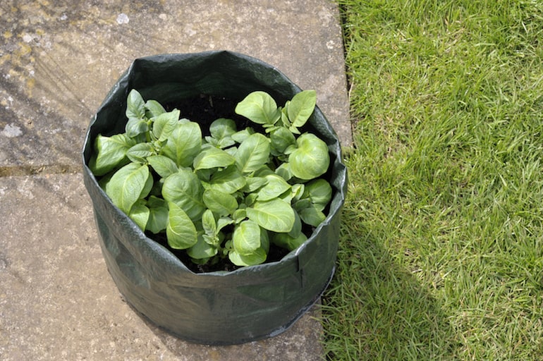growing potato plant in a bin bag container
